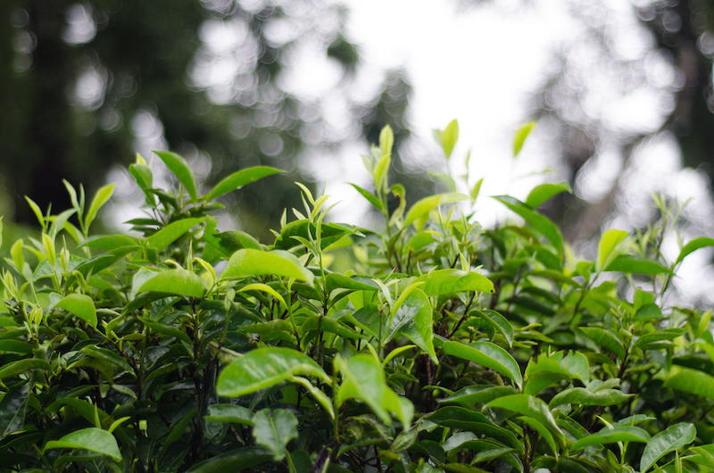 Quality fresh tea leaves of Pumuen Mountain