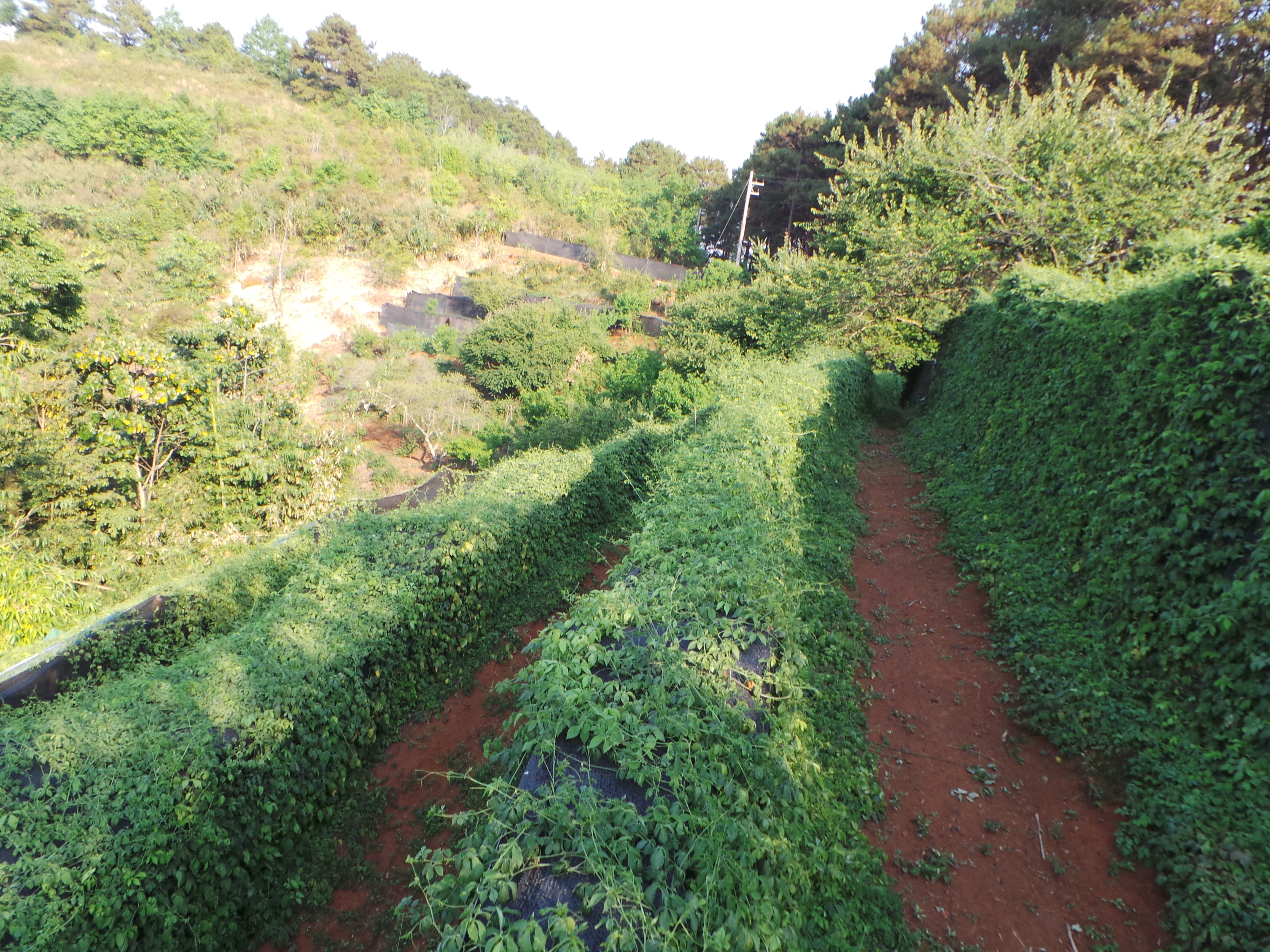 Organic Jiaogolan Green Tea Plantation